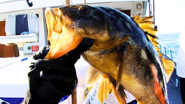 S01:E15 - Calico Bass Feeding Frenzy: La Jolla Cove
