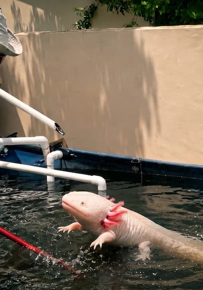 S01:E08 - The Axolotl Boom poster