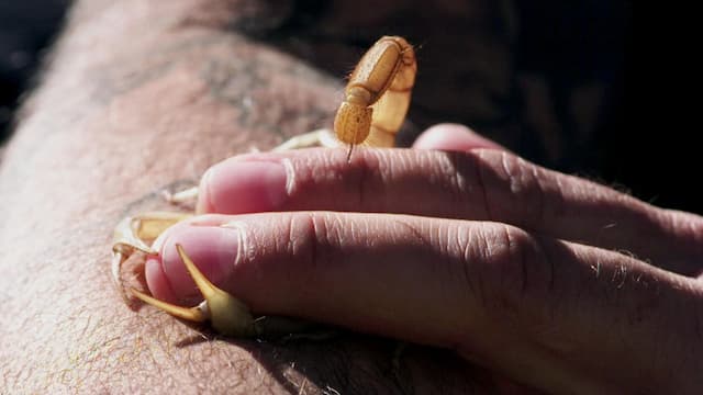 S02:E01 - The Scorpion King