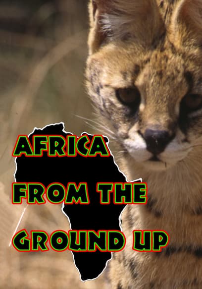 Africa From the Ground Up poster