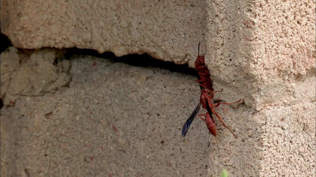 S06:E06 - Wasp Warfare