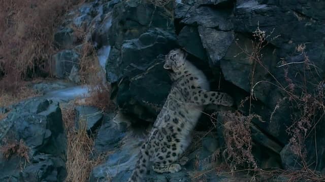 S01:E02 - The Secret Lives of Snow Leopards