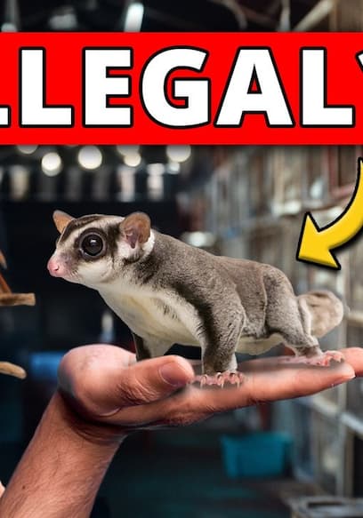S01:E08 - I Went Undercover in an Illegal Exotic Animal Market  poster