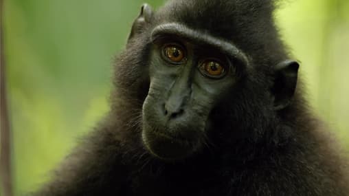 Watch Asia's Wild Secrets S01:E03 - Nature's Weirdest - Free TV