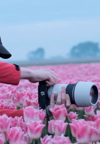 S01:E08 - Best Tulip Photos in Amsterdam poster
