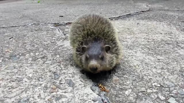 S01:E10 - Top Scarediest Fraidy Cats