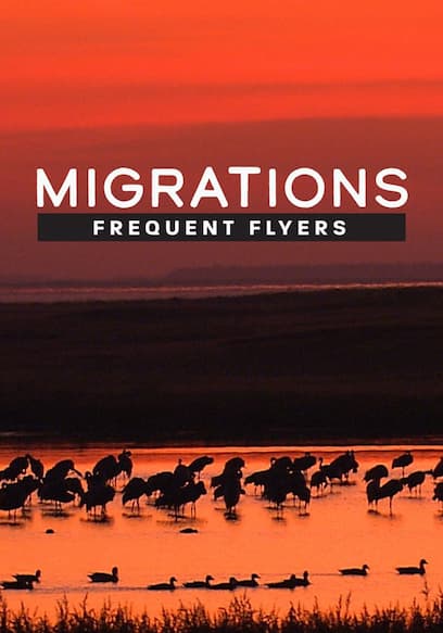 Migrations: Frequent Flyers