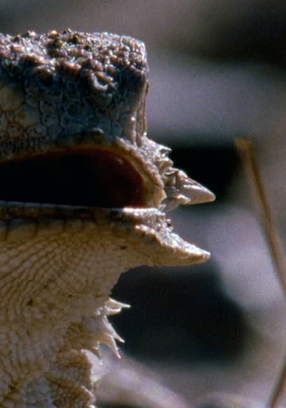S01:E08 - Reptiles poster