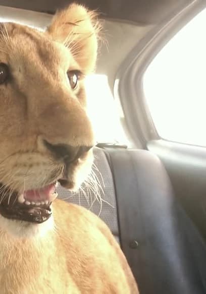 S01:E02 - Gaza Lion Cubs Rescue poster