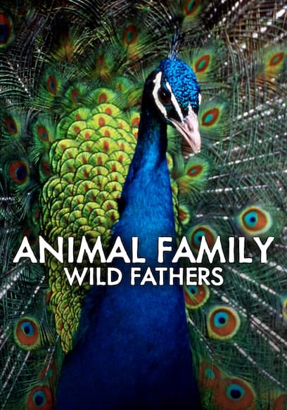 Animal Family: Wild Fathers poster