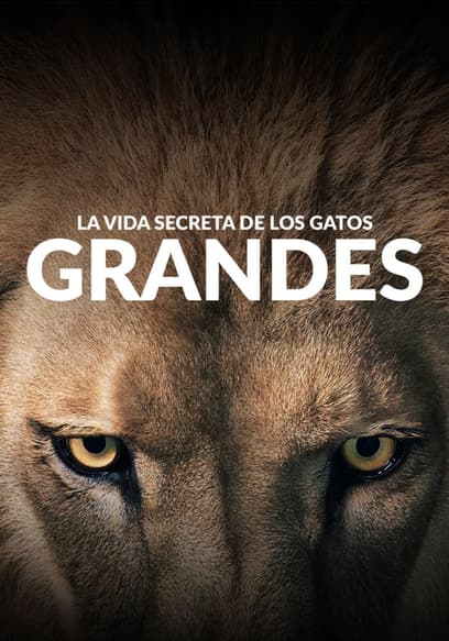 S01:E02 - Las vidas secretas de los leopardos de las nieves