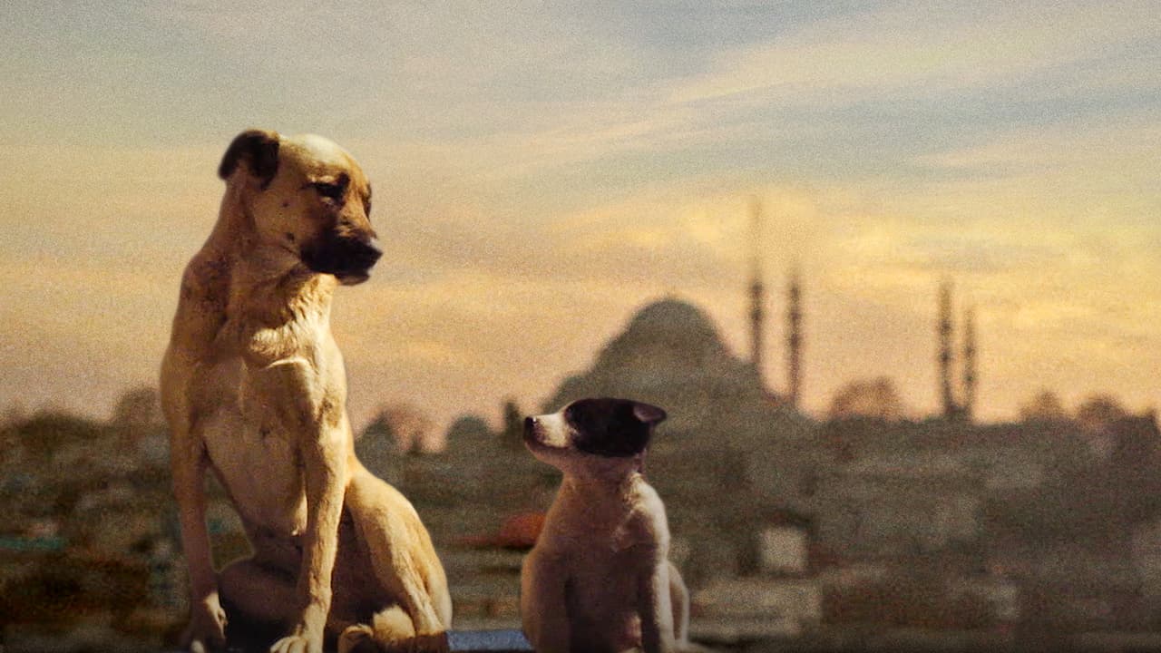 Watch Stray