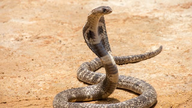 S01:E06 - Masters of Their Domains