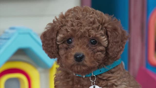 S02:E10 - Follow That Box / Happy Birthday Winkles! / Puppy Search Party