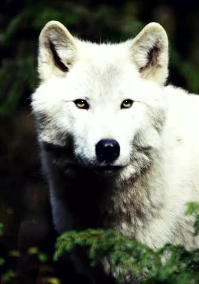 S01:E03 - White Wolf of Newfoundland poster