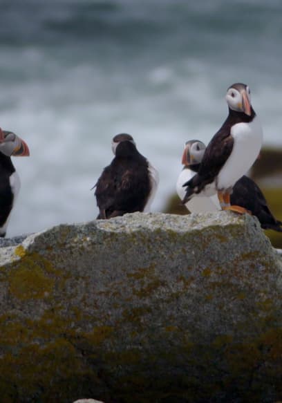 S01:E02 - Puffin Island poster