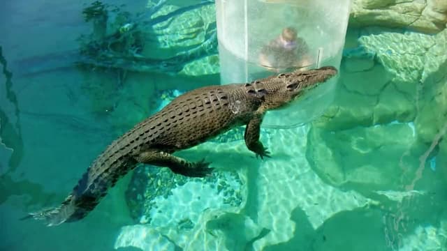 S01:E03 - Cocodrilos