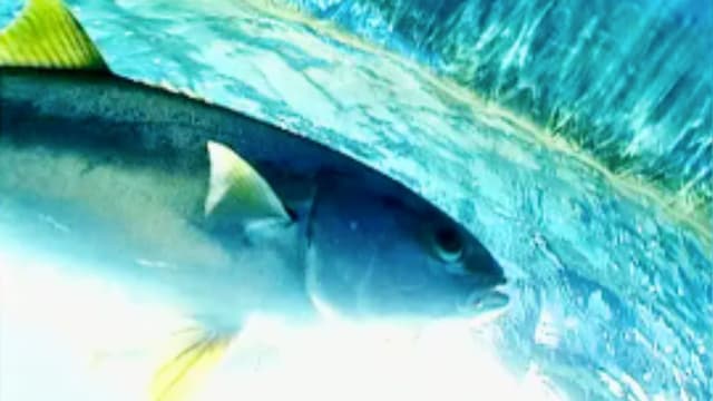 S03:E05 - The Quest for SoCal Marlin: Newport Beach (Pt. 2)