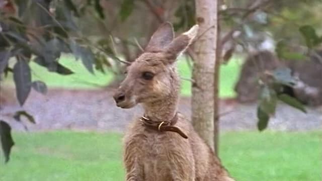 S01:E01 - The Adventures of Skippy (Episodes 1-3)