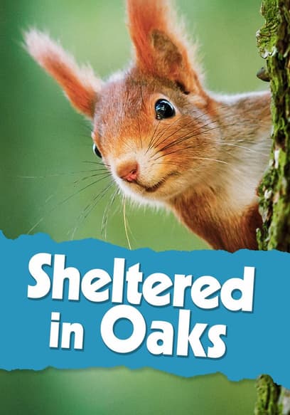 Sheltered in Oaks