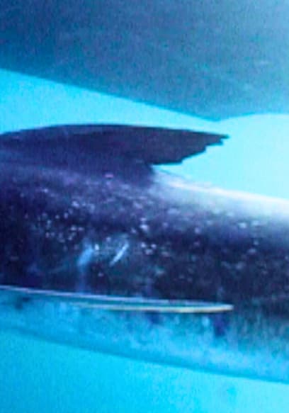 S01:E02 - Marlin Mission to Magdalena Bay: Part 1 poster