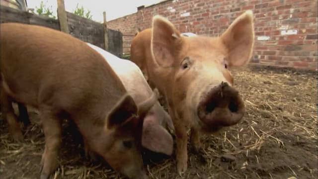 S01:E02 - Marigold Racing Pig