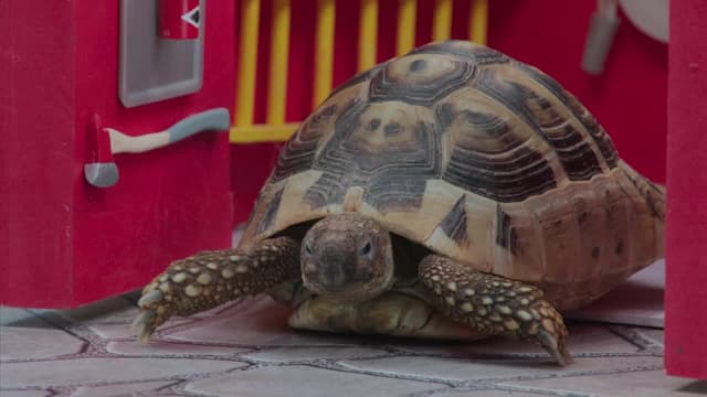 S02:E13 - Pool Party / Game of Chicken / Tractor Tracker