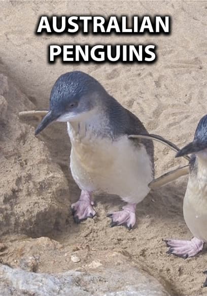 Australian Penguins