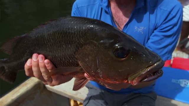 S01:E03 - Solomon Islands