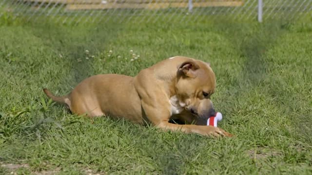 S16:E06 - Fall From Grace