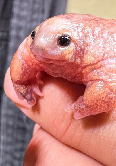S01:E13 - Rare Finds: Pink Frogs & Barking Mudpuppies poster