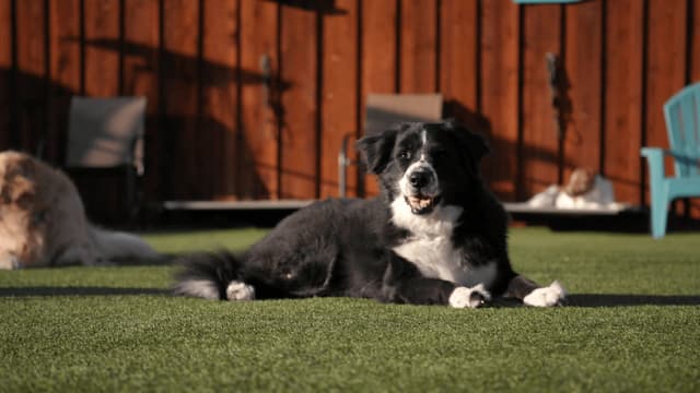 S01:E16 - Hand in Paw