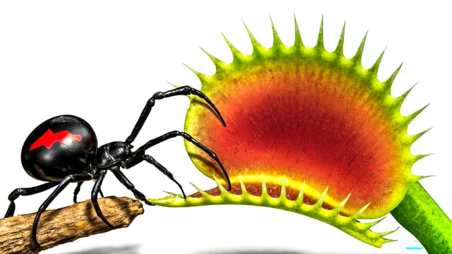 S01:E10 - Nature at Its Craziest: Terrarium Challenge and Black Widow vs Fly Trap!