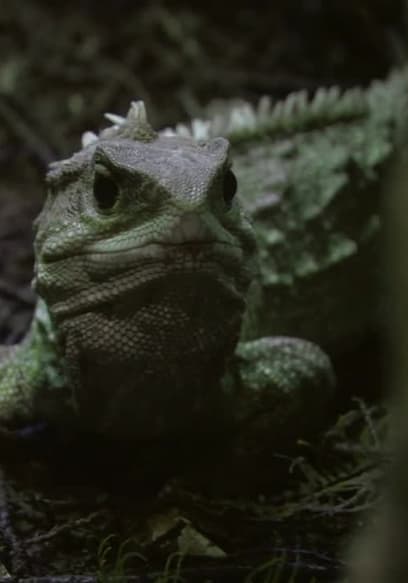 S01:E01 - The Tuatara poster