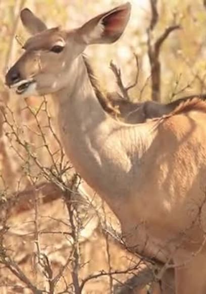 S01:E10 - Antelope - Kudu, Eland, Waterbuck and Other Large Buck poster