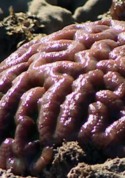 S01:E03 - Slime Snot, and Guts poster