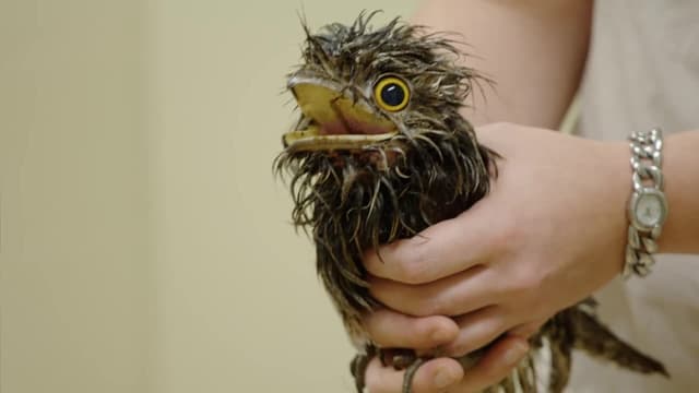 S02:E06 - Oscar the Grouchy Frogmouth