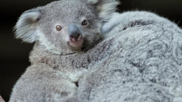 S01:E08 - Robert's Baby Kangaroo