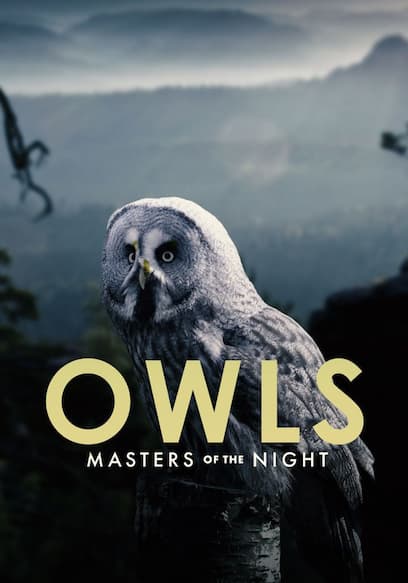 Owls: Masters of the Night