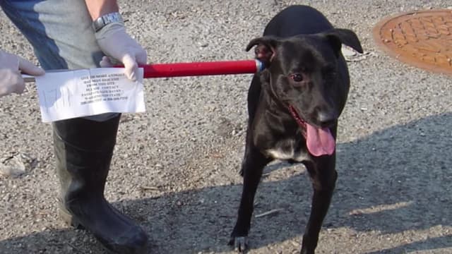 S02:É12 - S02:E12 - Hurricane Hounds (Pt. 2)