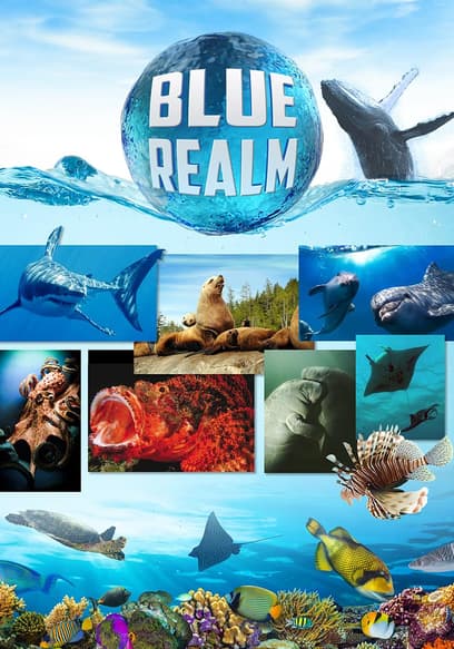 Blue Realm