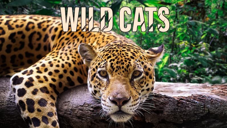 Wild Cats (2023) poster