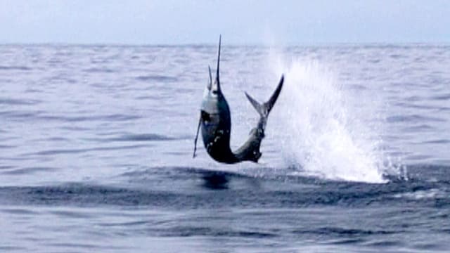 S01:E04 - Exploding Sailfish Everywhere: Costa Rica, Part 2