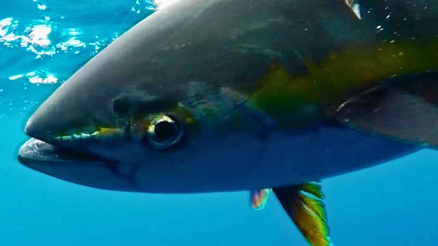 S03:E08 - Rod-Bending Adrenaline at Guadalupe Island: Part 3