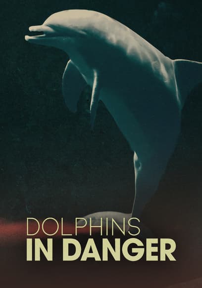 Dolphins in Danger