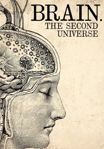 Brain. The Second Universe