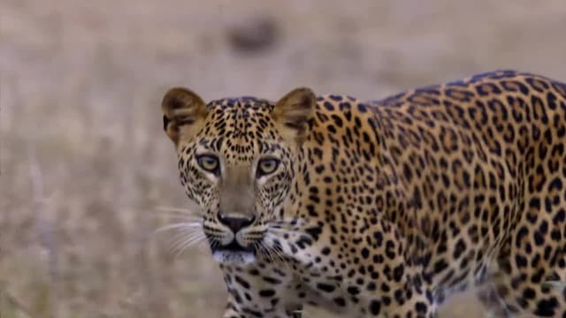 S01:E05 - Las vidas secretas de los leopardos