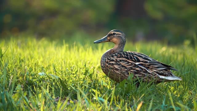 S01:E12 - ¡Navaja suiza, cup of Joe, hamburguesa y más!