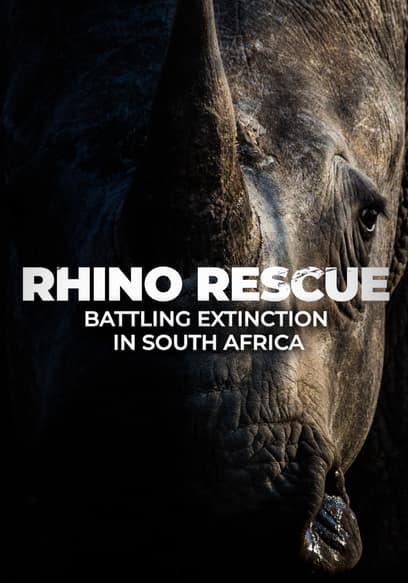Rhino Rescue: Battling Extinction in South Africa