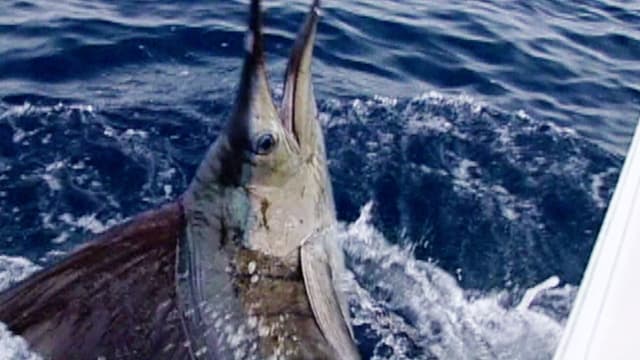S01:E03 - Journey to the Sailfish Capital of the World: Costa Rica (Pt. 1)